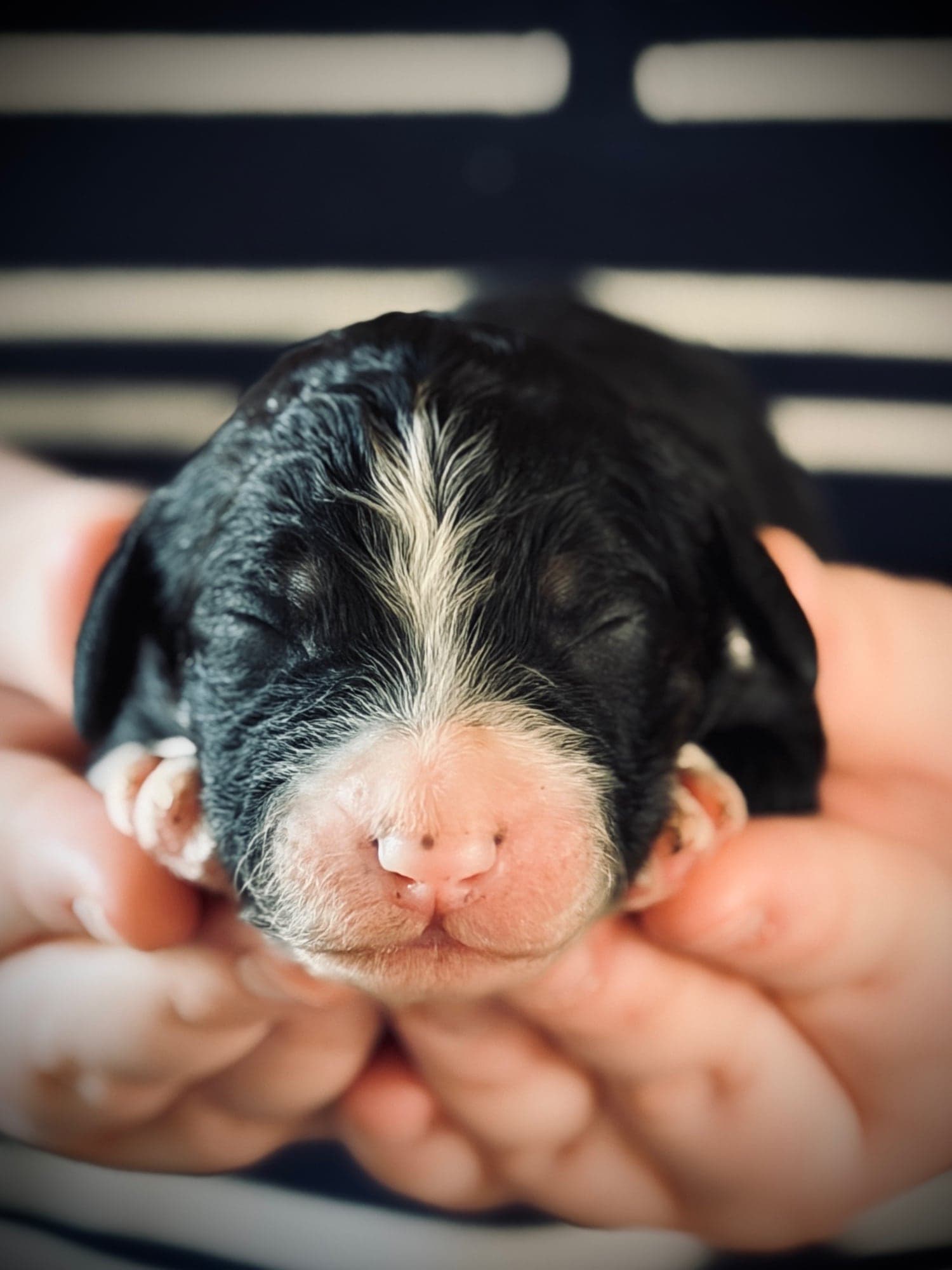 Granny Smith the puppy