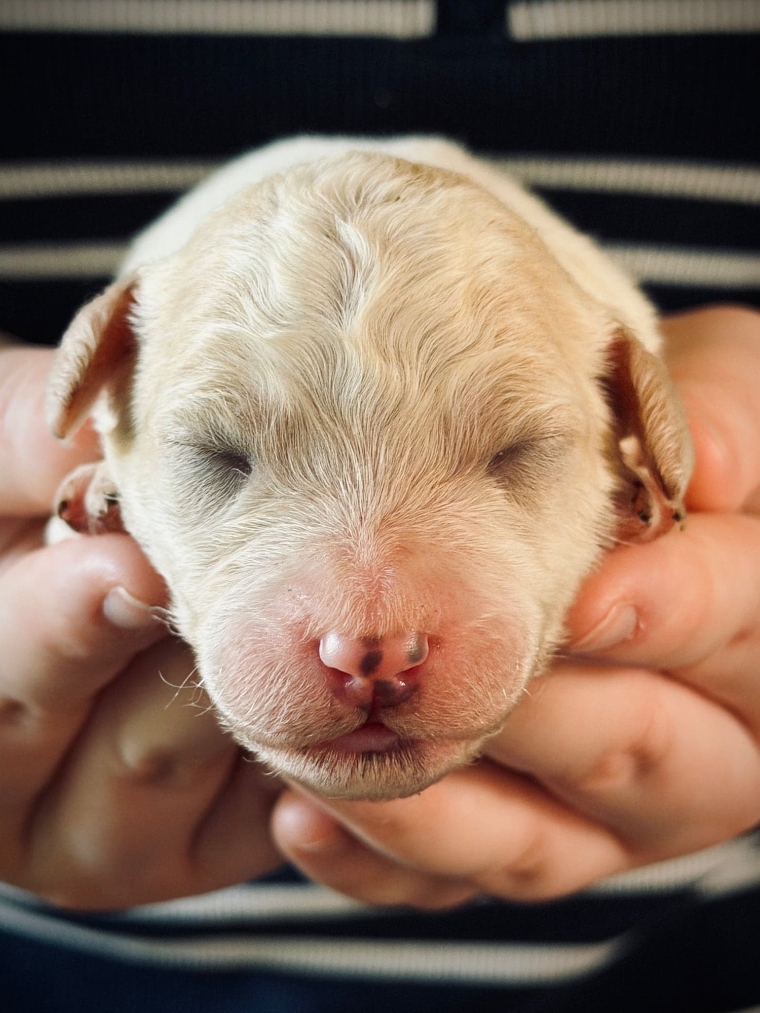 Honeycrisp the puppy