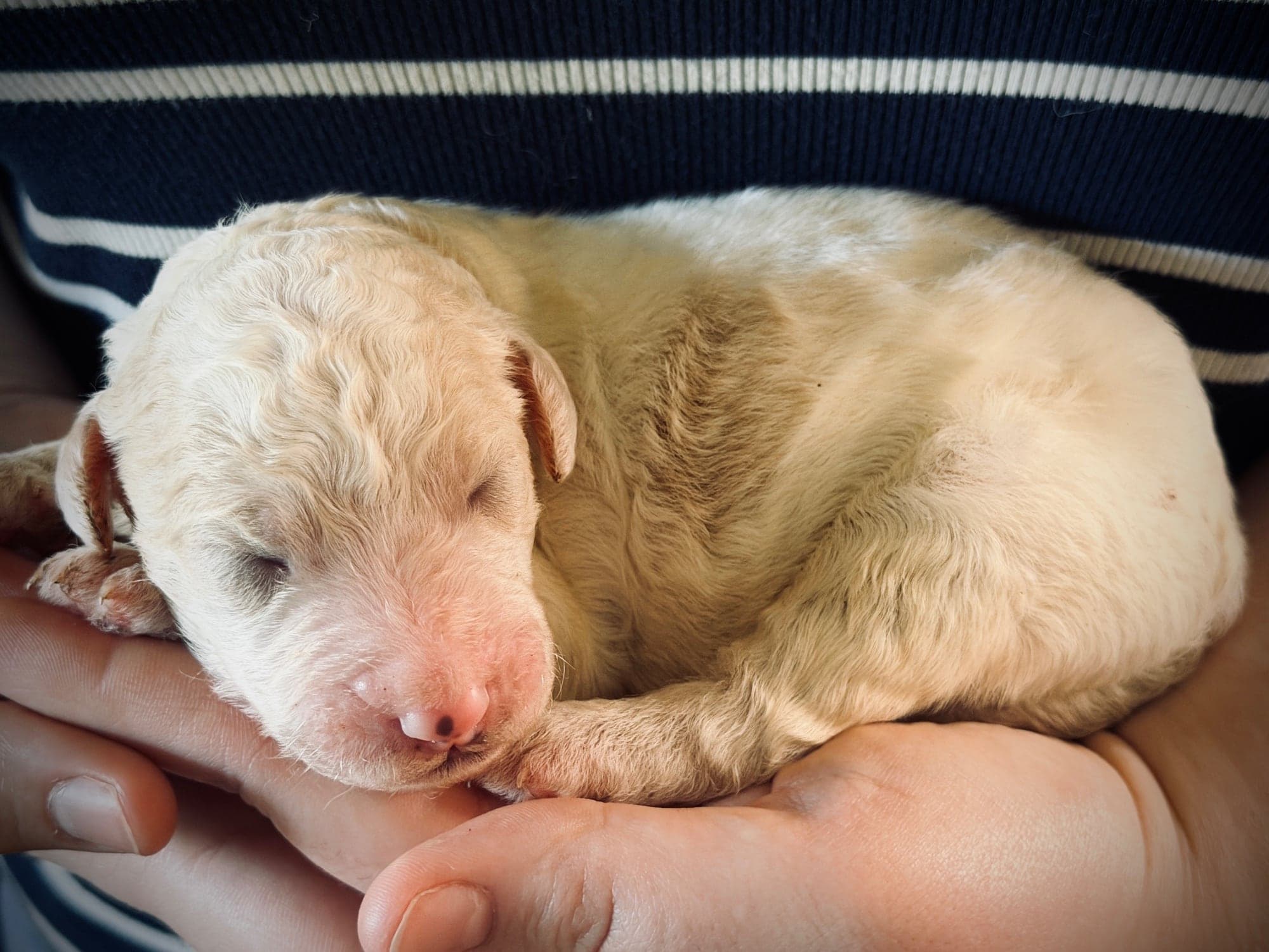 Mac the puppy