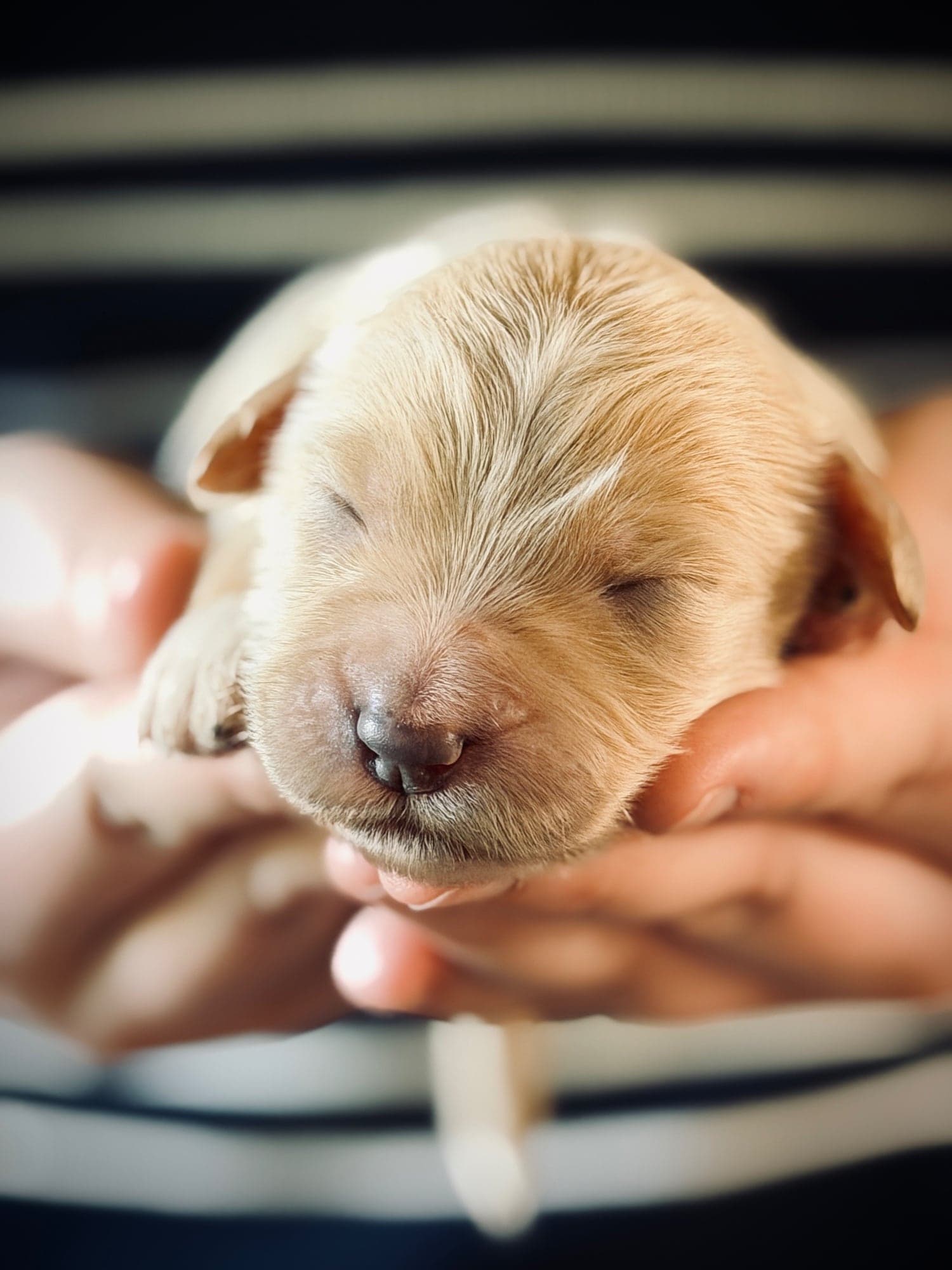 Golden Delicious the puppy