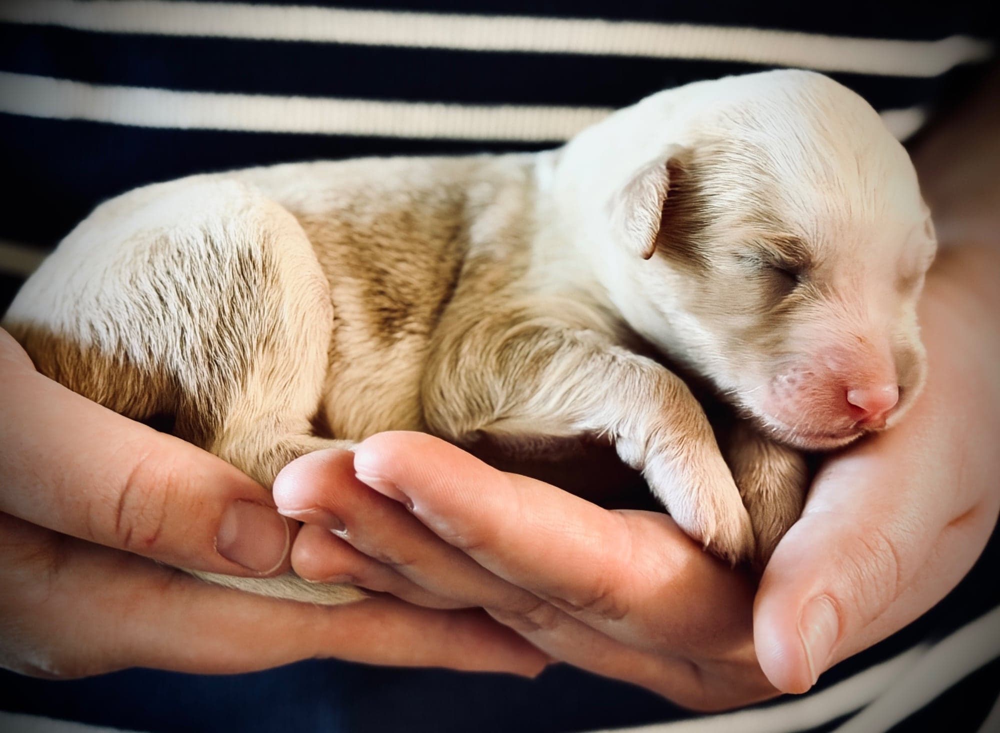 Opal the puppy