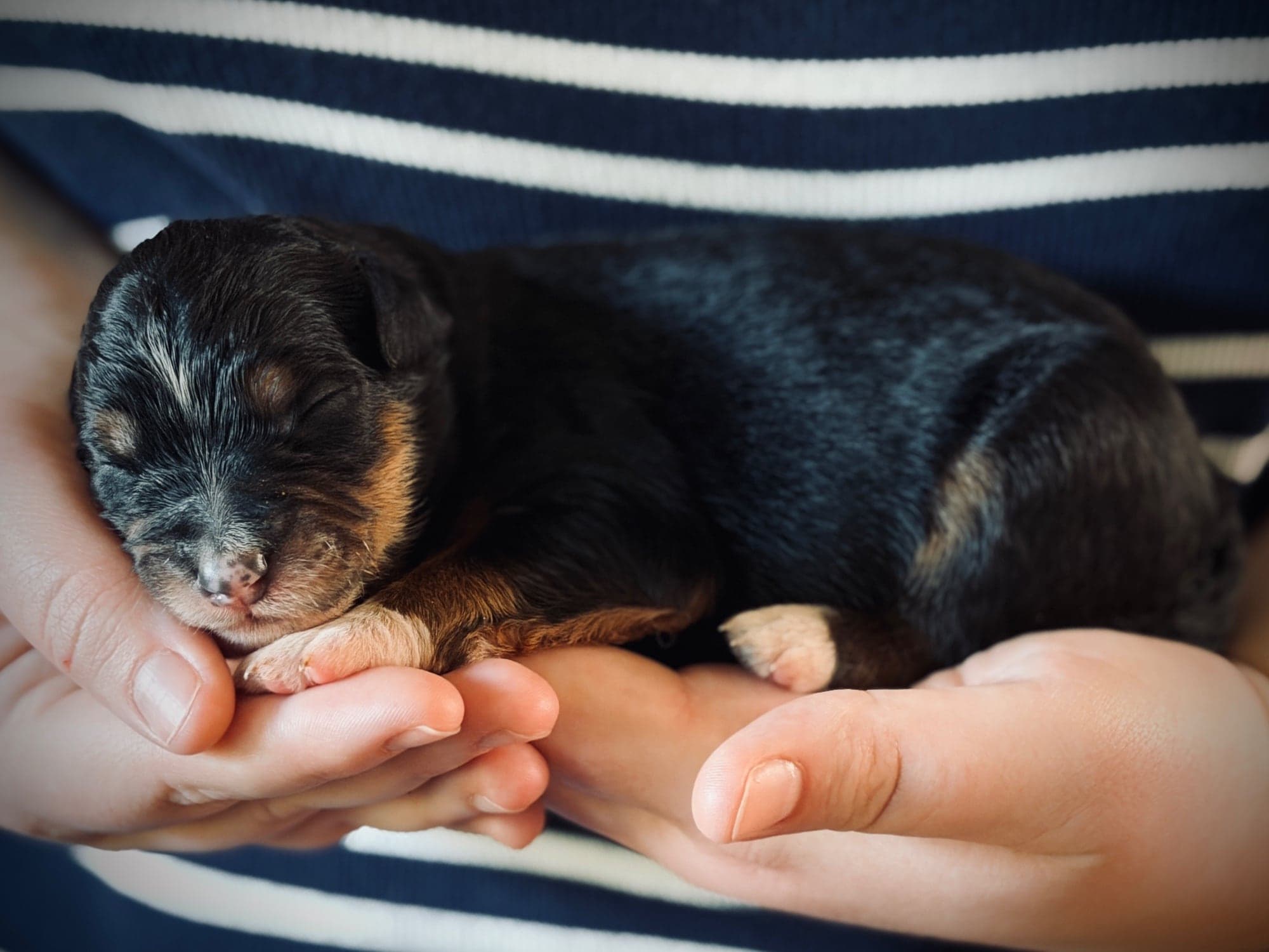 Gibson the puppy