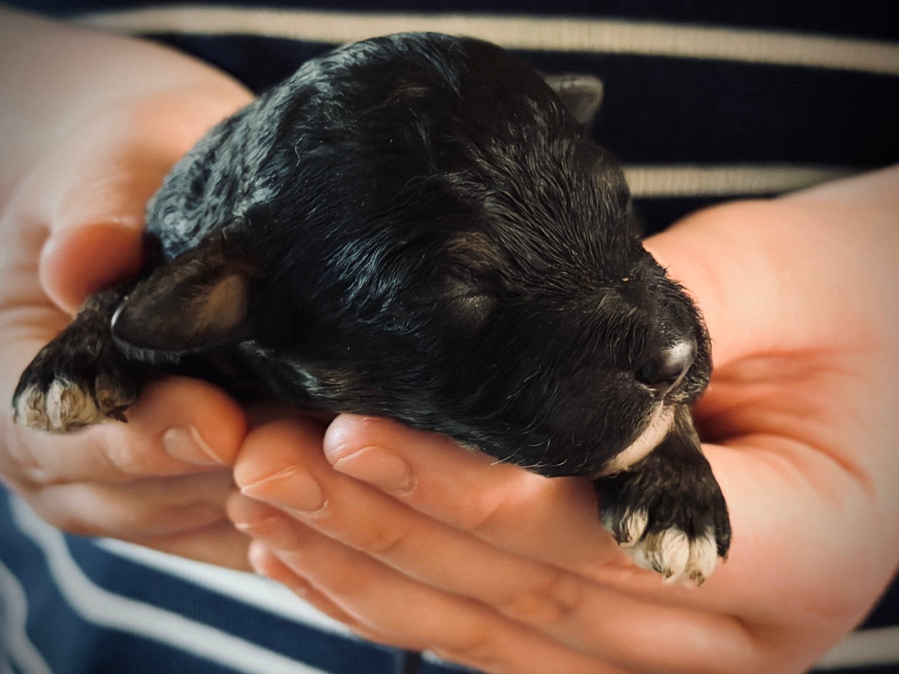Pippin the puppy